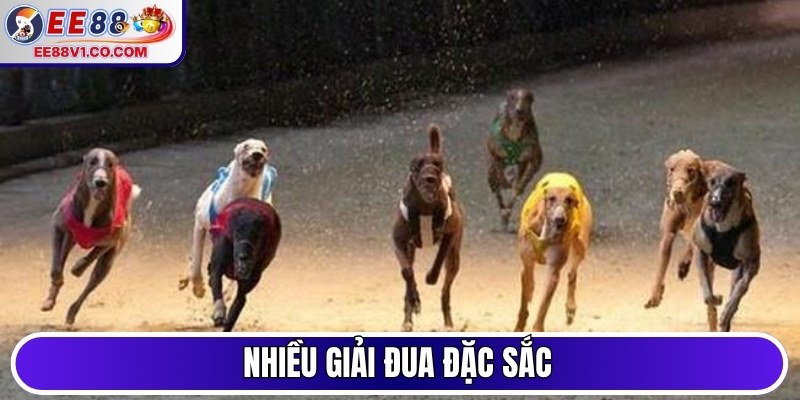 Nhiều giải đua đặc sắc