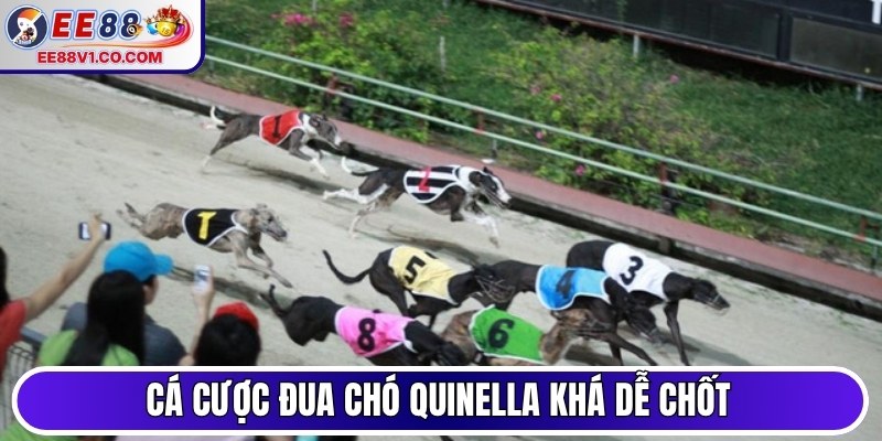 Cá cược đua chó Quinella khá dễ chốt