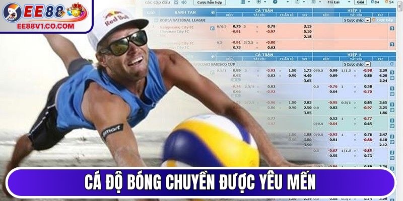 Cá độ bóng chuyền được yêu mến